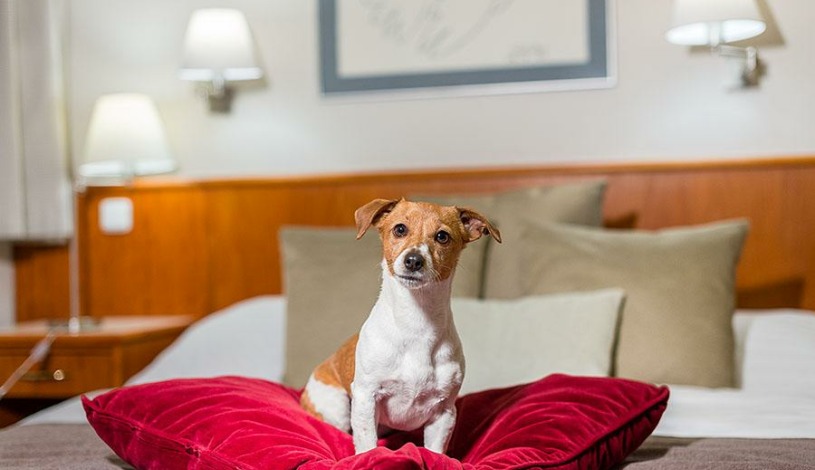 Hotel Sněžka Špindlerův Mlýn